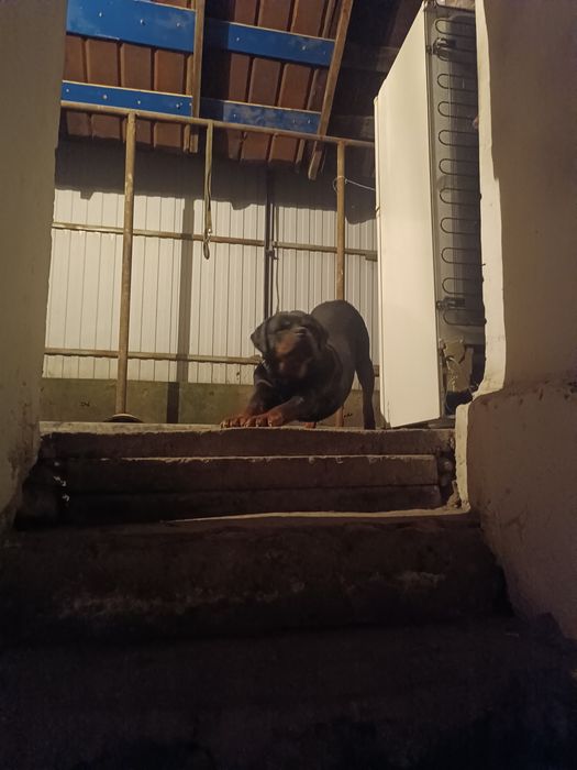 Ротвейлер ищет подругу.