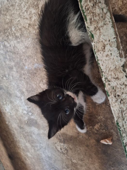 Donez pui pisici
