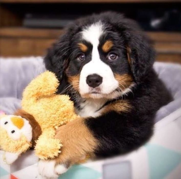 Ciobănesc de Berna F