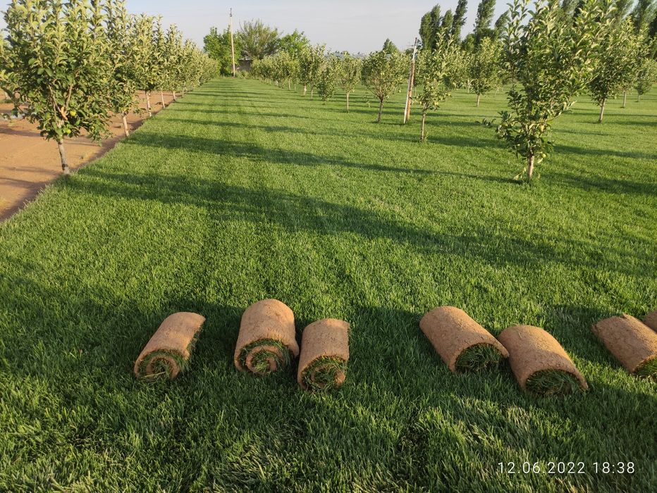Продам рулонный газон. Биринчи қўл
