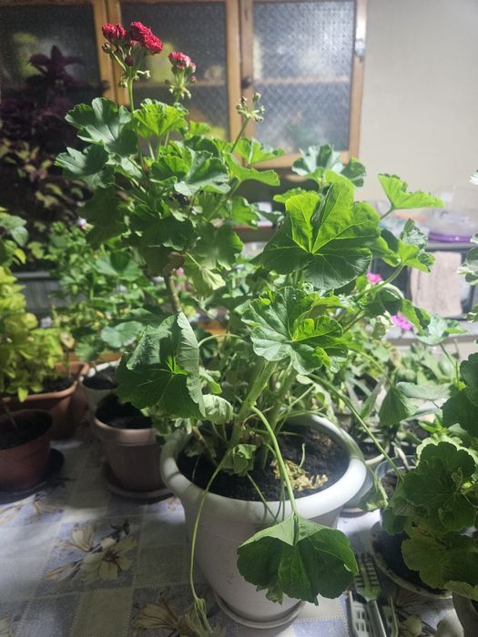 Комнатные растения