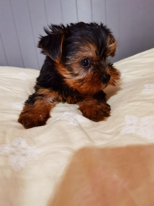 Yorkshire Terrier mini fetita