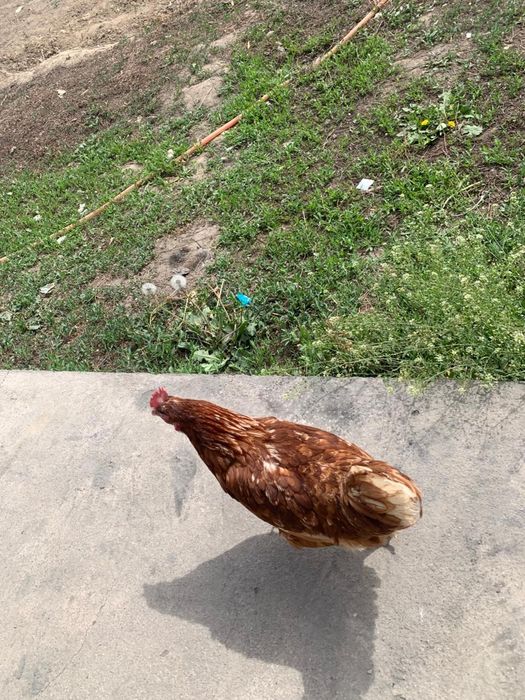Продам ломан браун куры