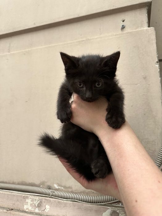 Котята МАЛЬЧИКИ в добрые руки