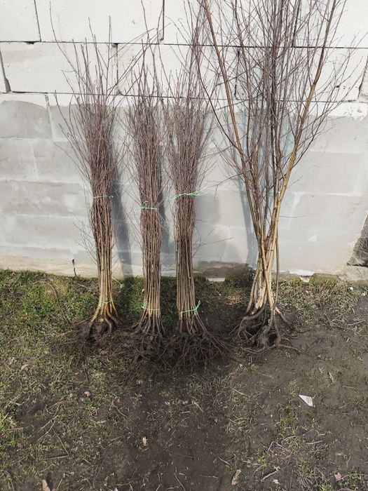 Puieții salcâm   rarice fag carpen salcâm