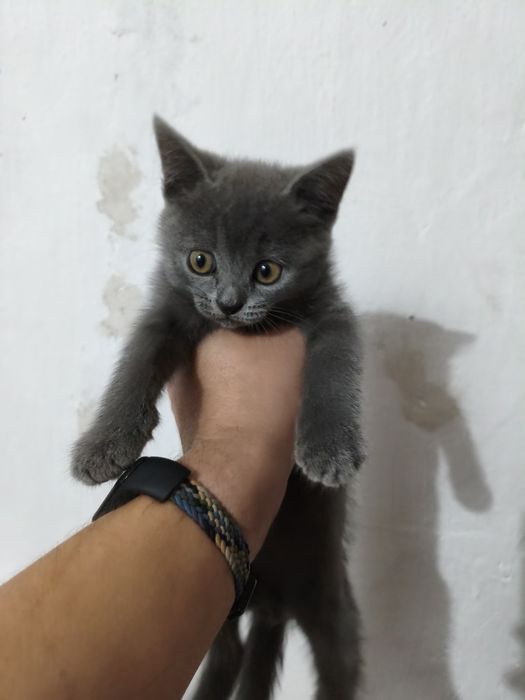 Продам британских котят