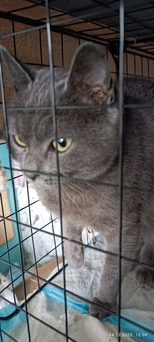 Подарявам две женски котки с британски гени на 1 и 2 години