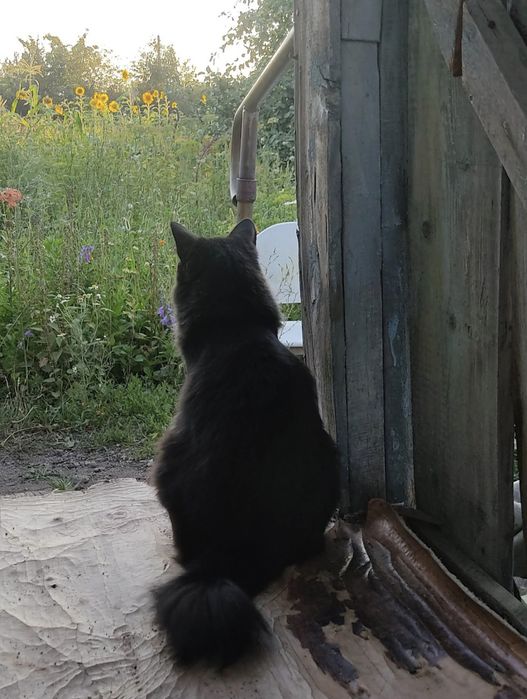 Отдам кошечку в связи с переездом