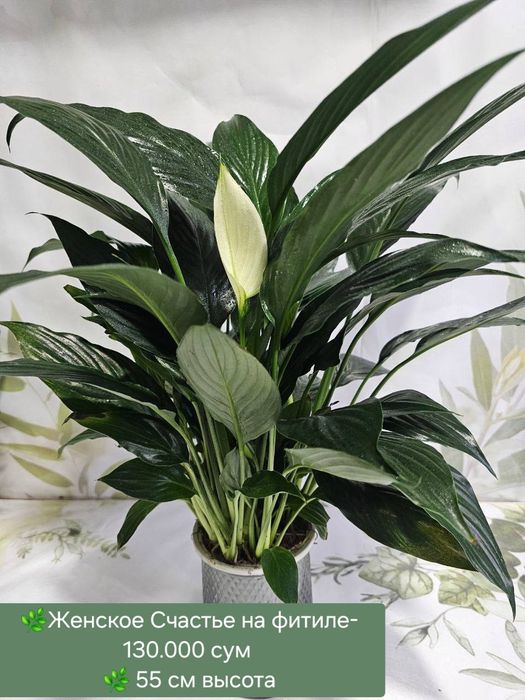 Орхидеи, Антуриум, Женское счастье и др