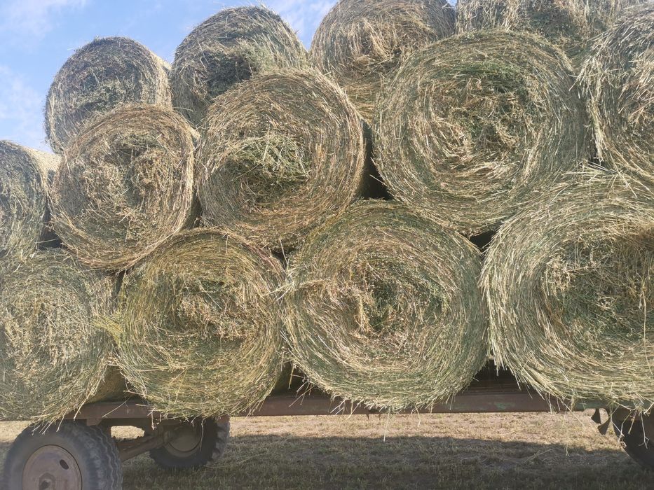 Baloți de lucernă de vânzare