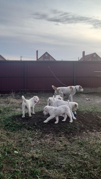 Щенки САО, Алабай, Тобет