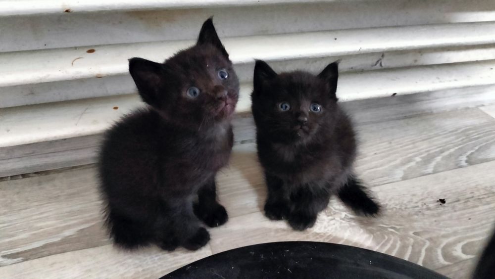 Отдам 4 котят в добрые руки