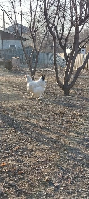 Продам браму молодую