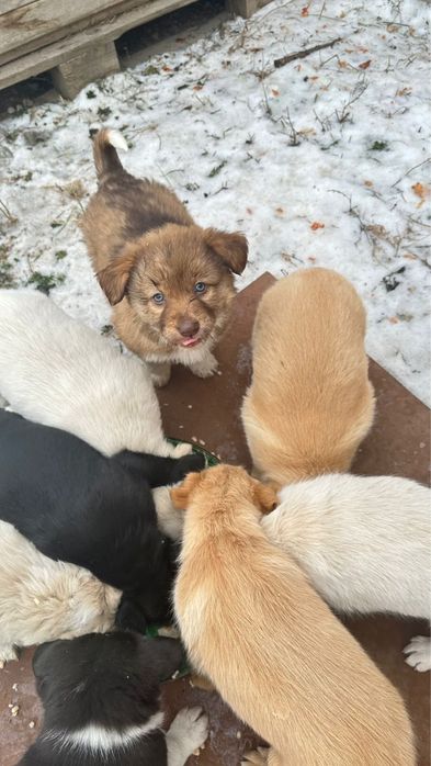 Отдадим в хоршие руки щенят полупородистые