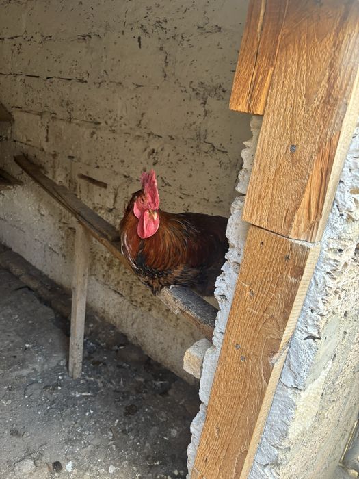 Тауық сатылады!!!