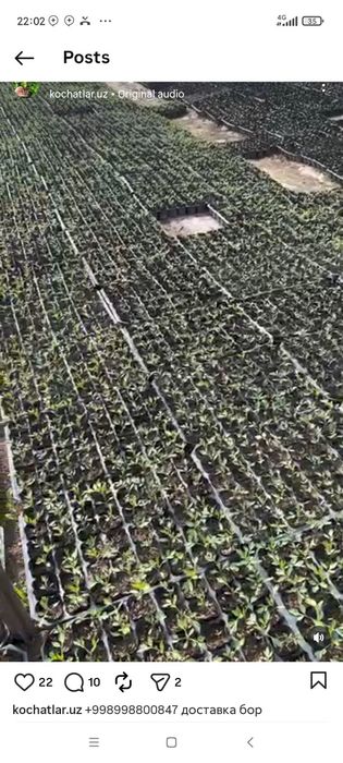 128talik.72.talik.50.talik.kaseta.urugʻlarni undirish uchun