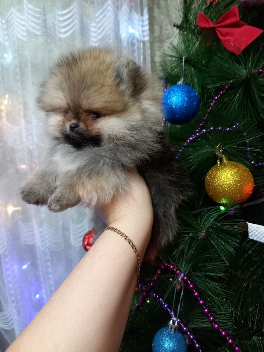 Продаётся шикарные мишки