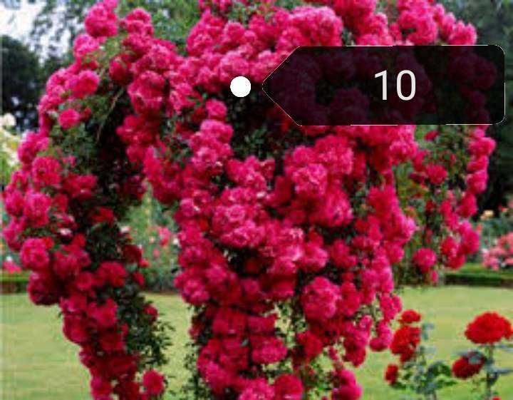 Красиви  рози щамови и бордюрни