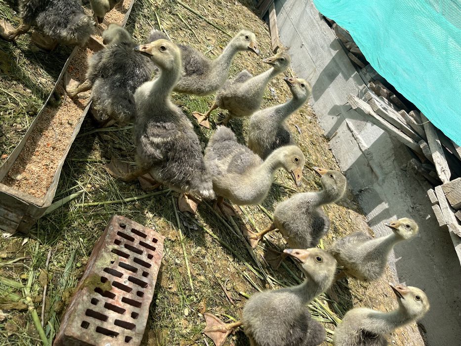 Қаздың балапаны ( гусята)