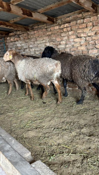 2 жасар Кашкарлар сатылады