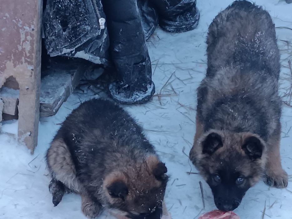 Продам щенков немецкой овчарки