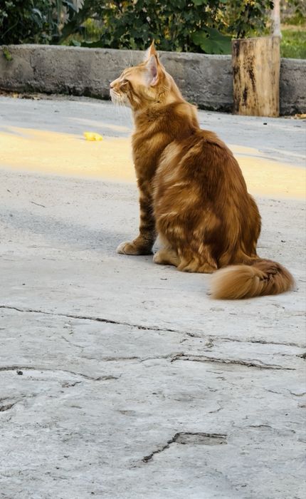 Мейн-кун  вязка полидакт 6/6/6/6