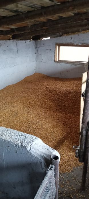 Vând grăunte 0,90 bani kg