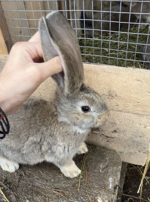 Vand iepurasi urias german 3 luni