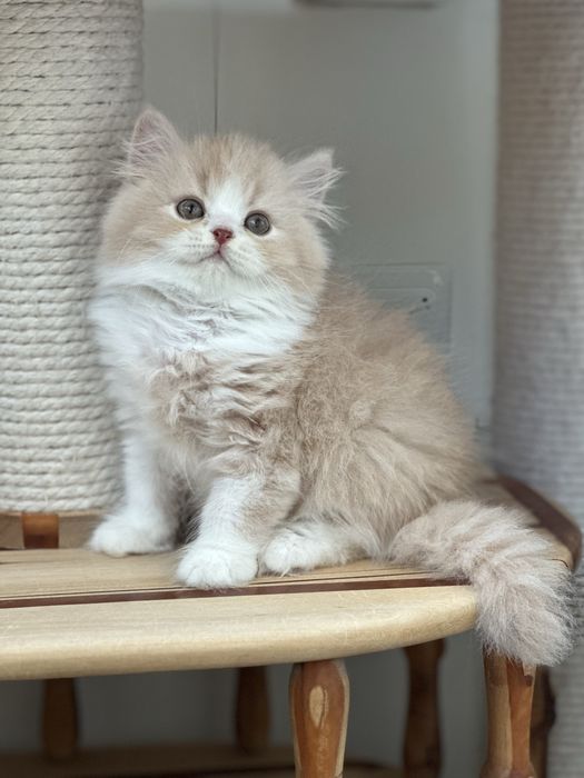 Британский длинношерстный мальчик