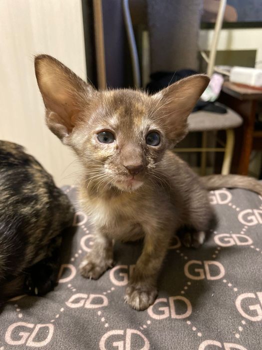 Котята ориентальной породы