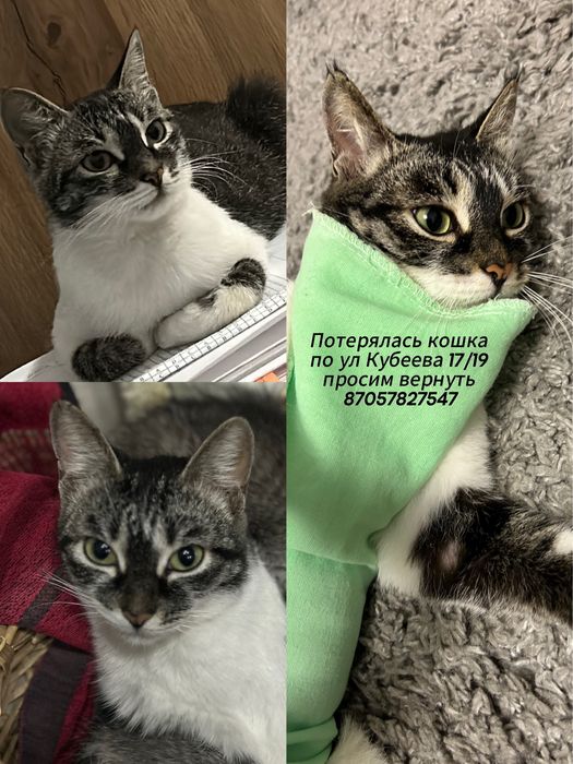 Пропала кошка! Кубеева 19/17 Кск
