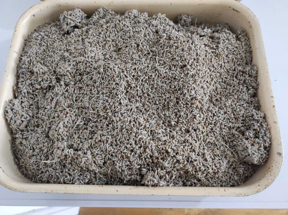 Продавам домашно отгледана орубена лавандула (само цвят)