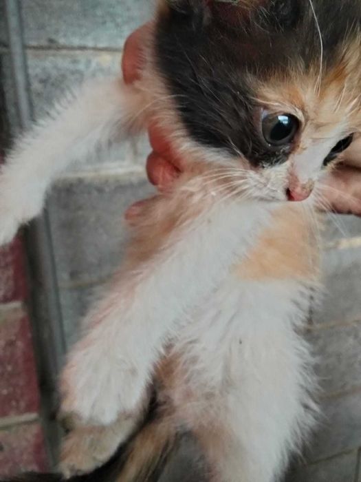 котики  в добрые руки