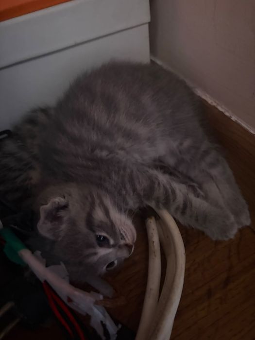 Котята отдам даром