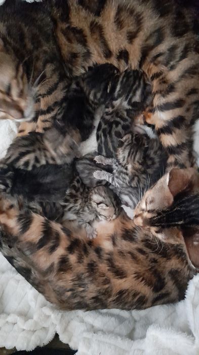 Ранее бронирование бенгальских котят