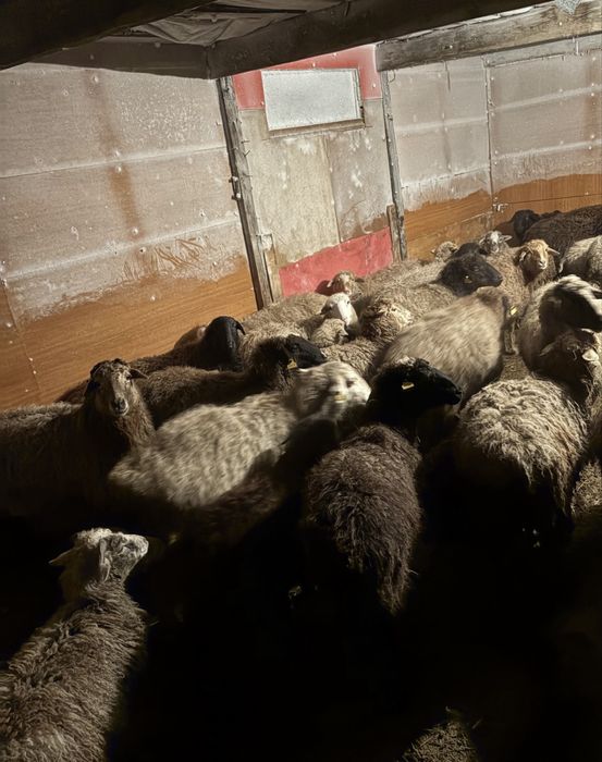 бараны қой кой сатылымда