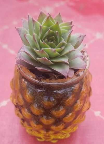 Семпервивум (Sempervivum)-Дебелец