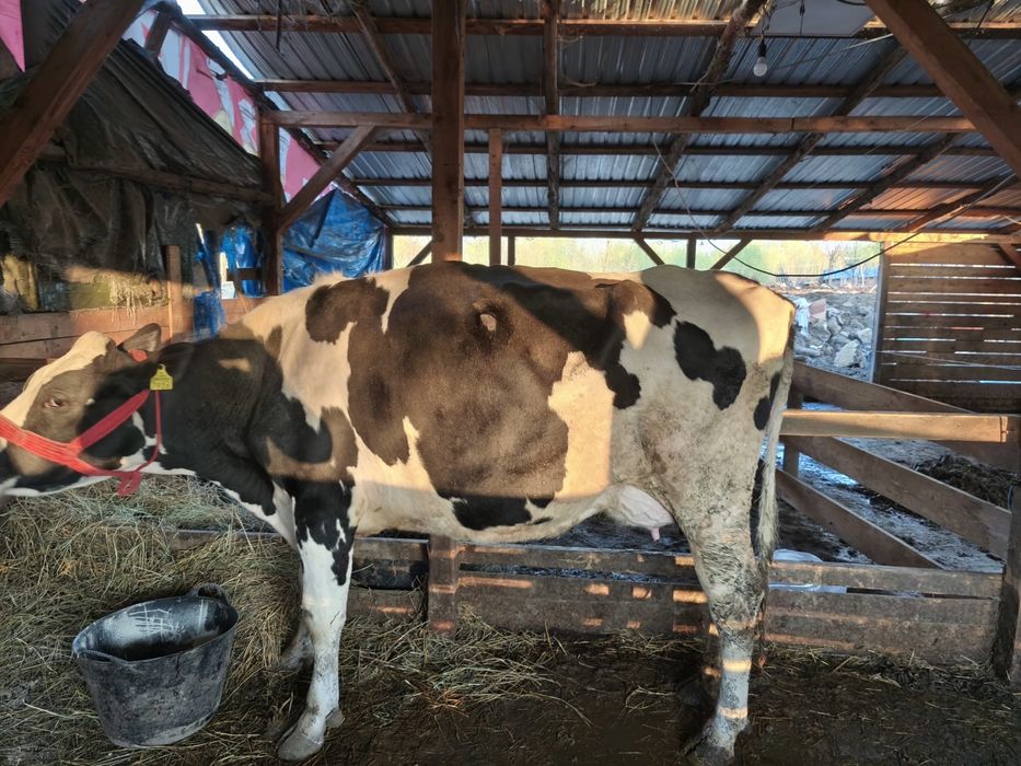 Vand Vaca Holstein