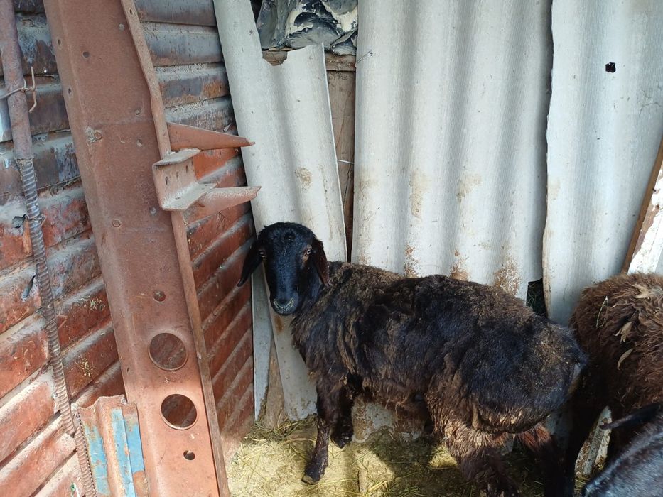 Қойлар (баран), қозы сатылымда, бағасын келісеміз