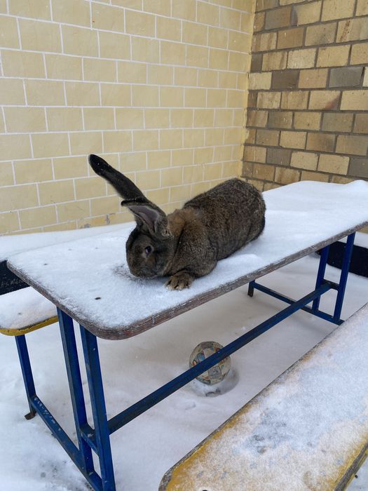 Продам кроликов миксы самцы или обмен