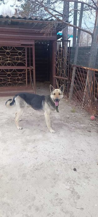 Продам восточно-европейскую овчарку