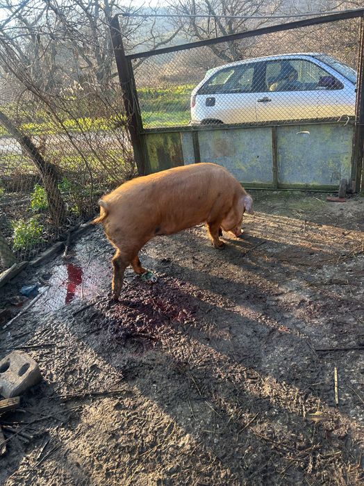 Продава се прасето на снимките