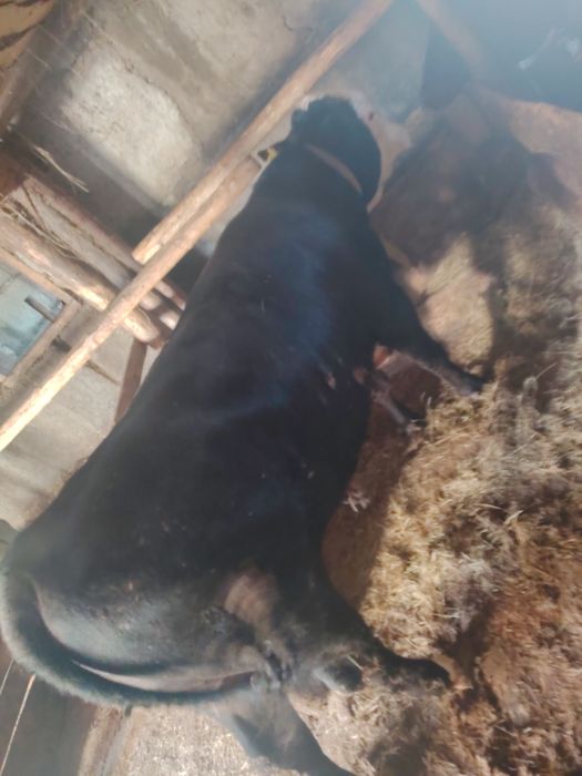 Продам КРС КРС КРС продам