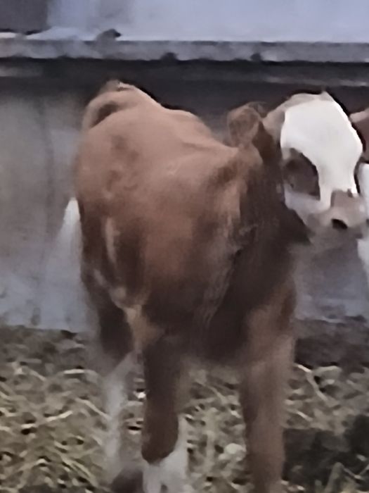 Vand vaca cu vitel