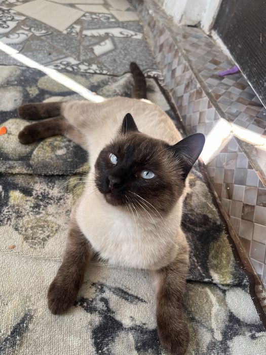 кошки в добрые руки