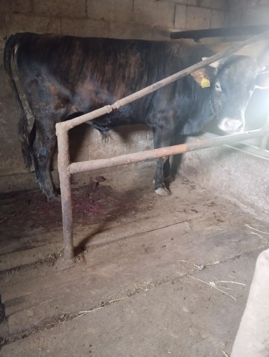 Продам Крупного жирного быка