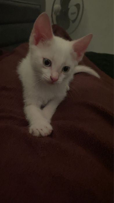 Котенок,ласковый мальчик