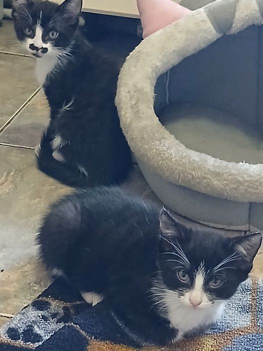 Котят в добрые руки