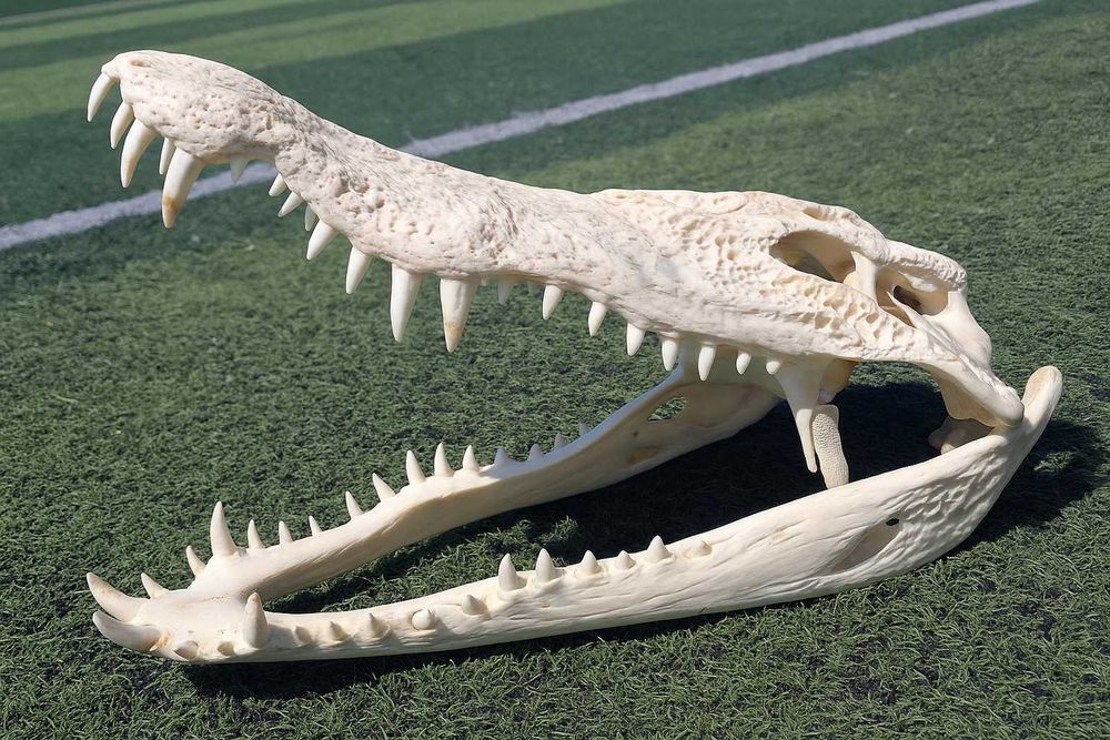 Последна оферта! Челюст КРОКОДИЛ с Документ за притежание по CITES