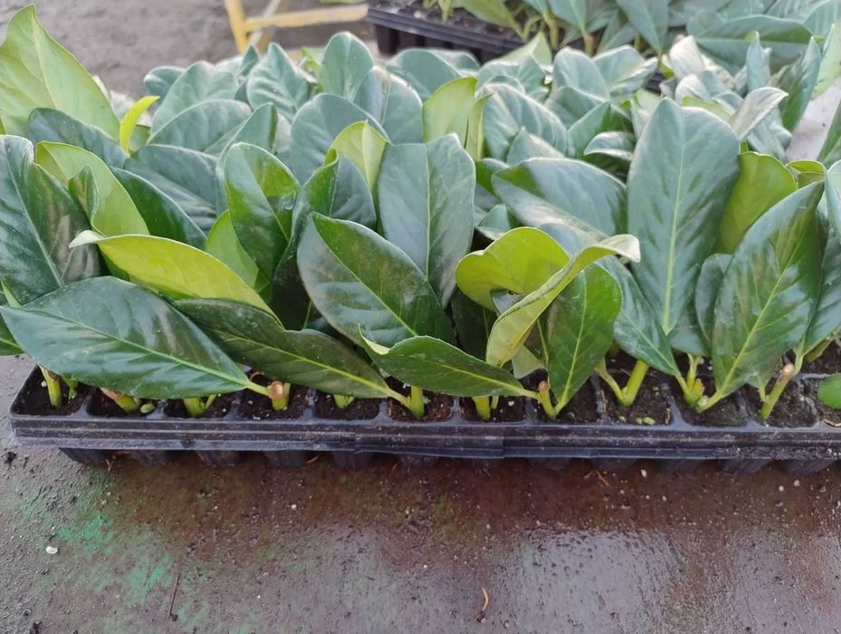 Laur englezesc Prunus Laurocerasus  Novita, Caucasica  10-25cm